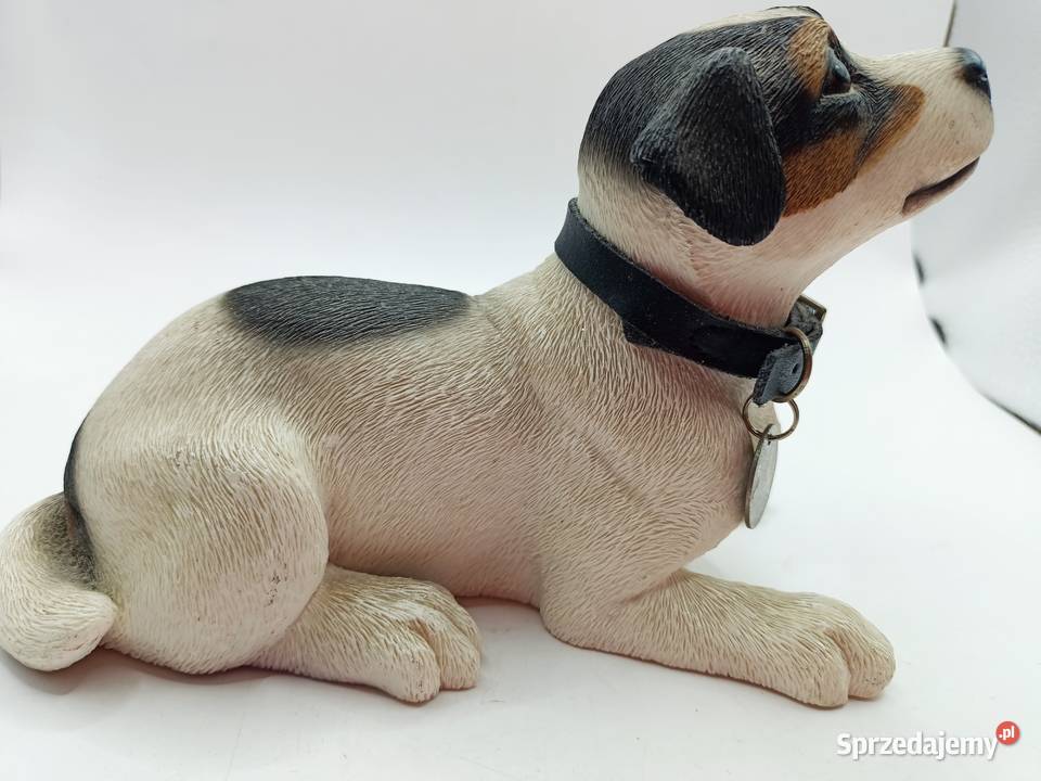 Pies Leonardo Jack Russell terrier Zamość