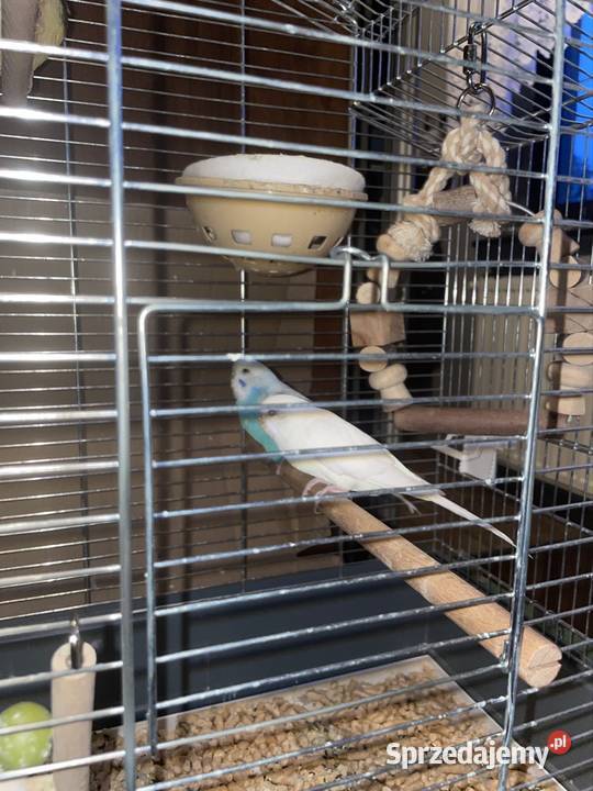 Sprzedam samice bażanta złotego Grzybnica