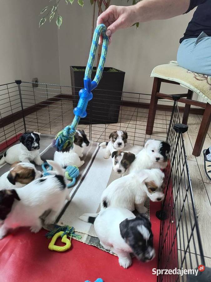 PoJack Russell Terrier Nowy Broniszew sprzedam