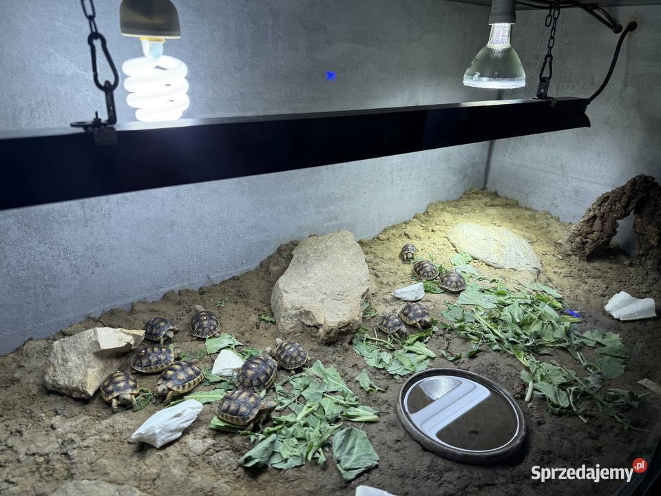 Żółw obrzeżony testudo marginata żółw lądowy Jelenia Góra