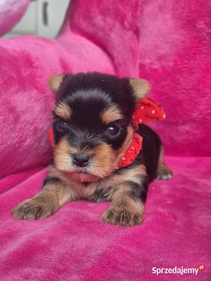 Yorkshire terrier śliczna sunia Poddębice