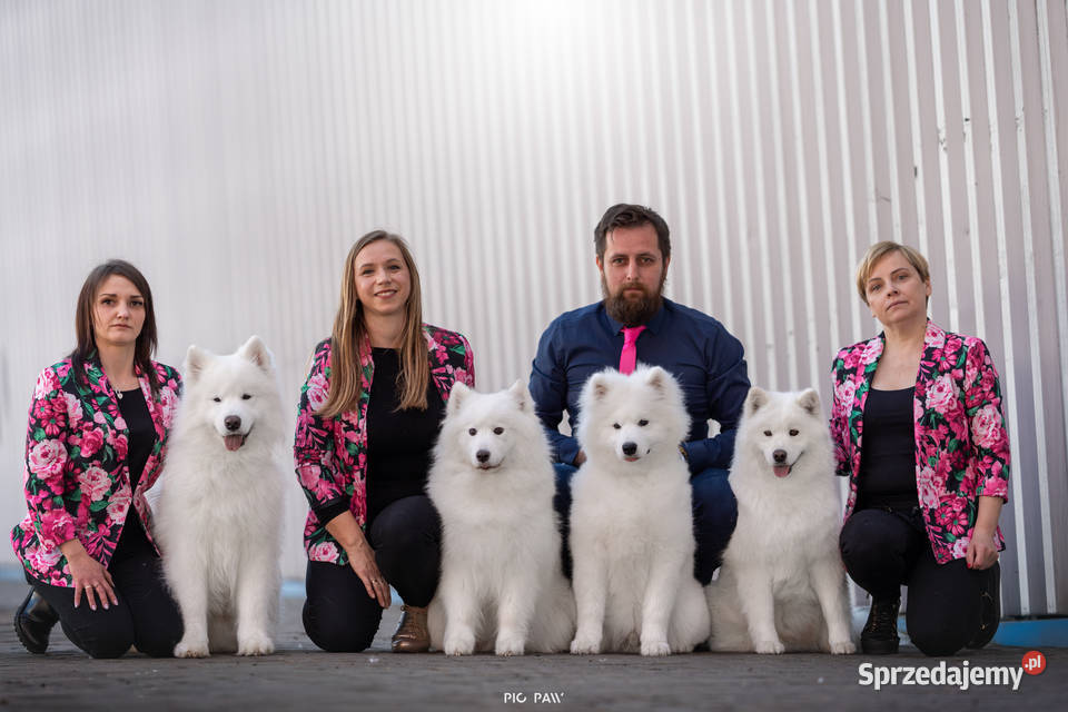 Samoyed odbiór na Święta Bożego Narodzenia