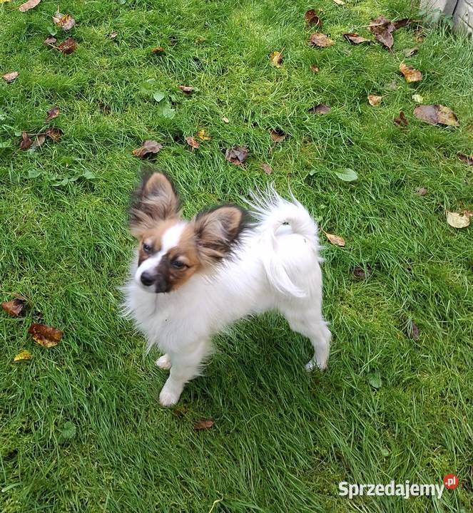 Suczka Papillon FCI ZKwP Łomianki