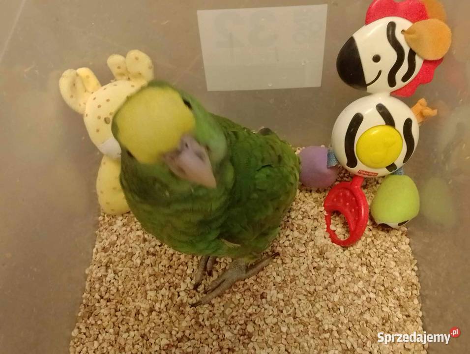 Amazonka żółtogardła oratrix ręcznie karmione Wodzisław Śląski