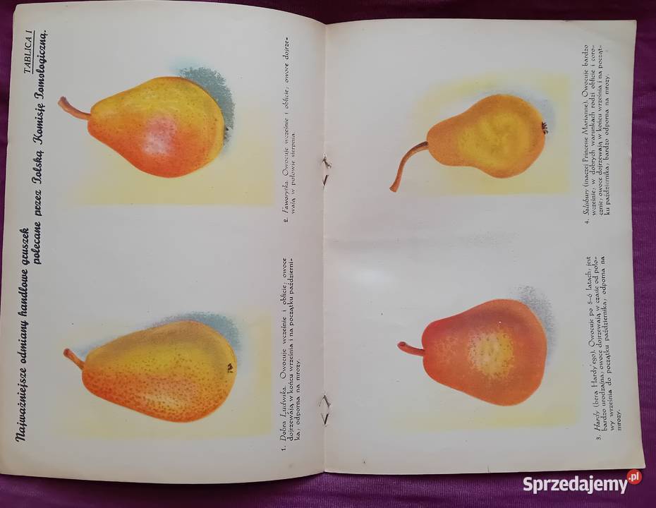 Miesięcznik Plon 12 z 1937 r IV Koźminek