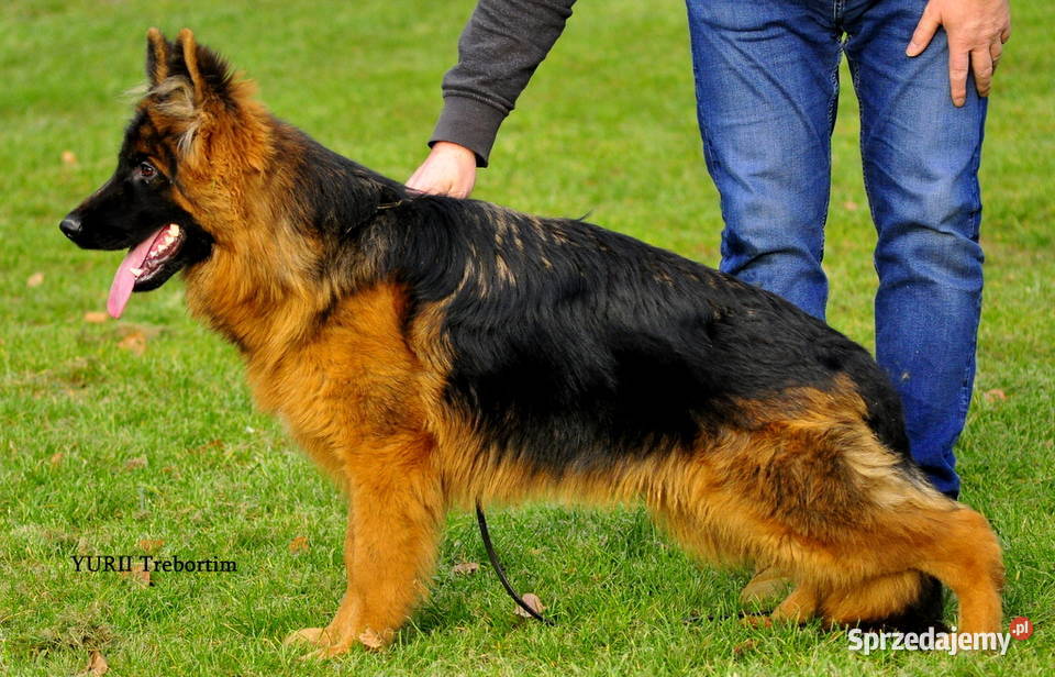 Owczarek niemiecki długowlosy FCI Jarocin sprzedam
