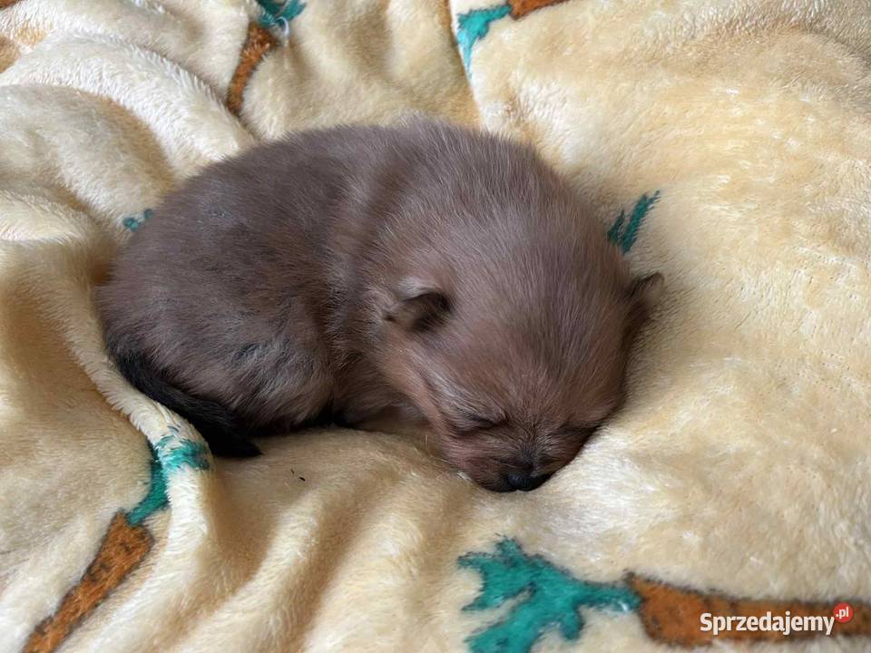 szpic miniaturowy do rezerwacji suczka Skalbmierz