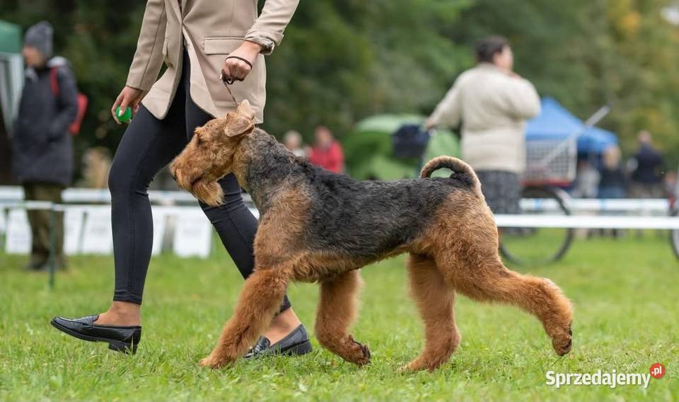 Airedale Terrier szczenięta ZKwPFCI Mogilno
