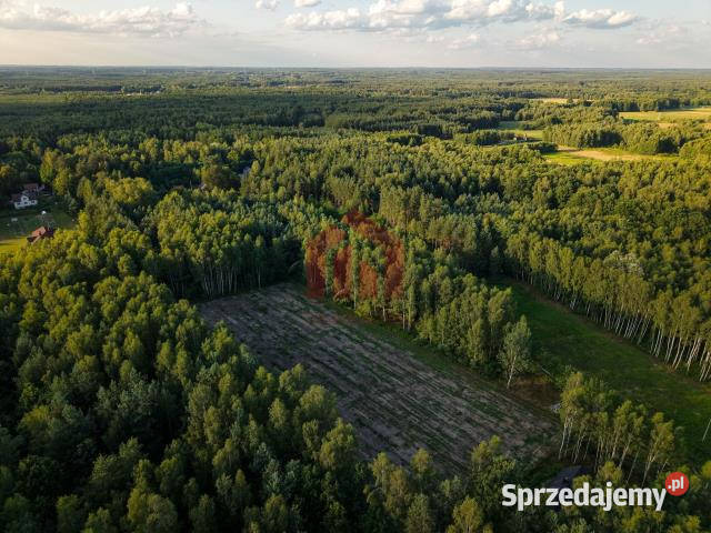 Działka 900m2 Czarna Sędziszowska asfalt