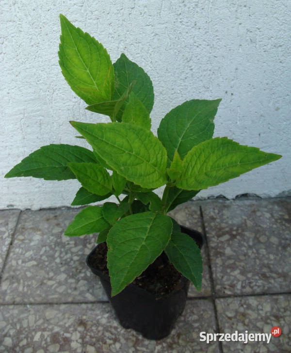 HORTENSJA MARIESII PERFECTA sadzonki w Ustronie