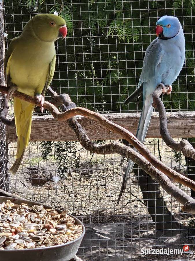 Sprzedam parę alexandretty obrożnych