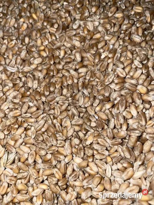 Pszenica ozima Rolnictwo Lisów sprzedam