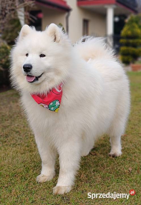 Samoyed piesek 9 miesięcy