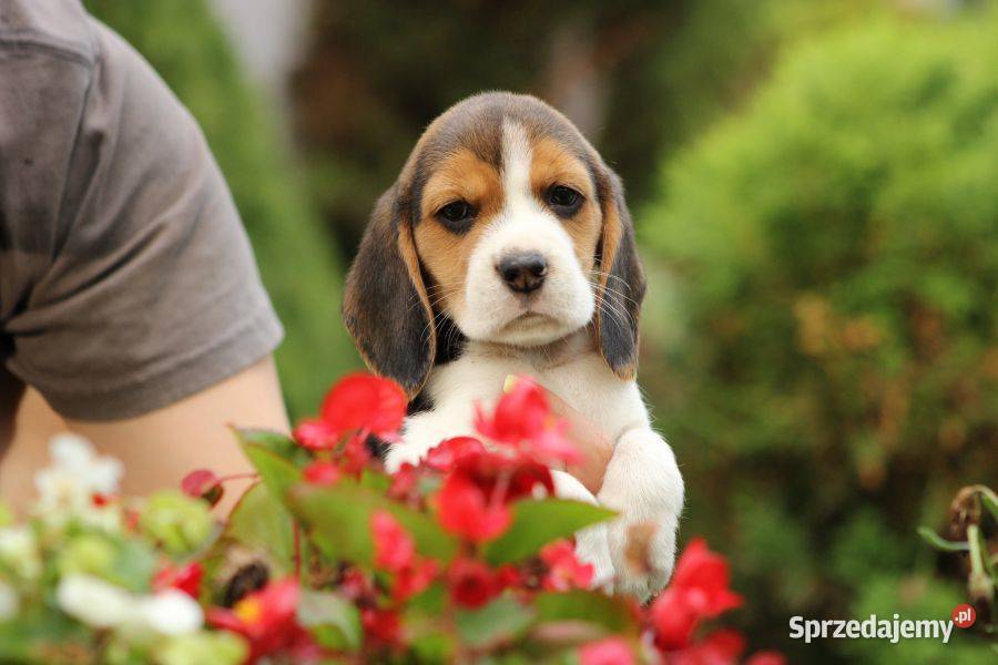 Beagle szczeniaczki ZKwP Championie Polski Zwierzęta Aleksandria