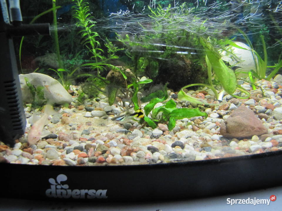 Akwarium z obsadą Toruń