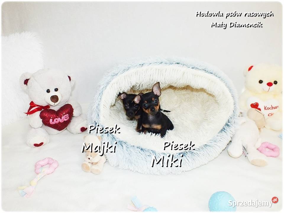 Mini Piesek Pinczer miniaturowy tzw Ratlerek Żary