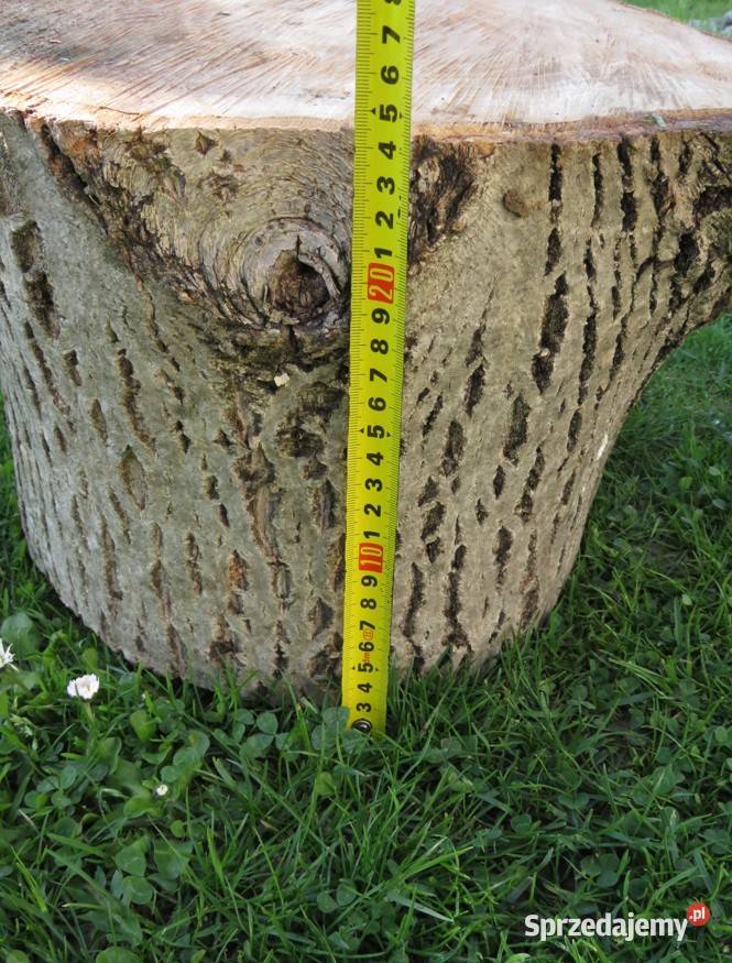 Pień orzecha włoskiego średnica 37 Pozostałe Wieliczka