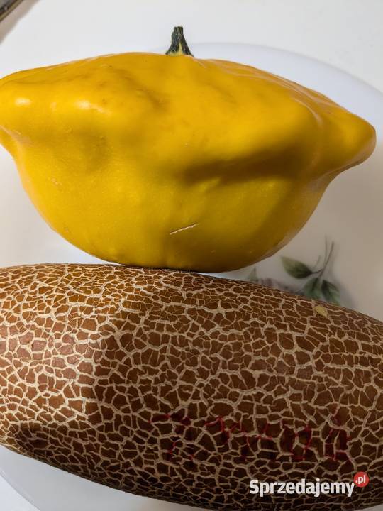 Patison Mini Rosja Dynia bezłupinowa nasiona Kraków sprzedam