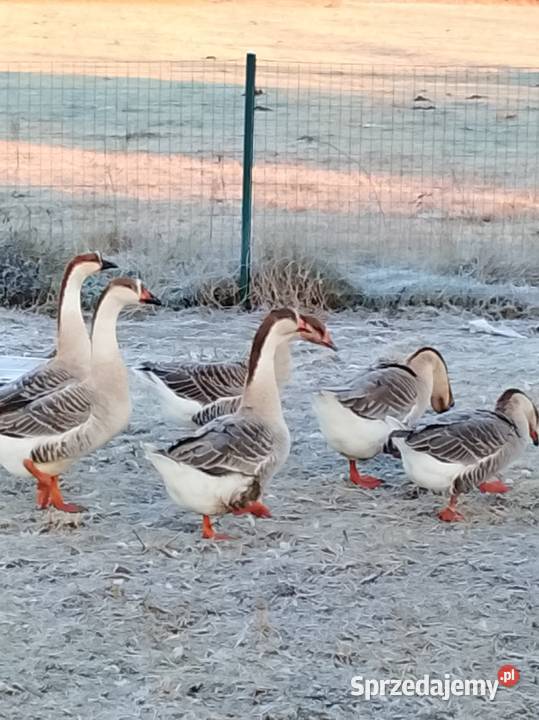 Gęsi landers i garbonosa lubuskie