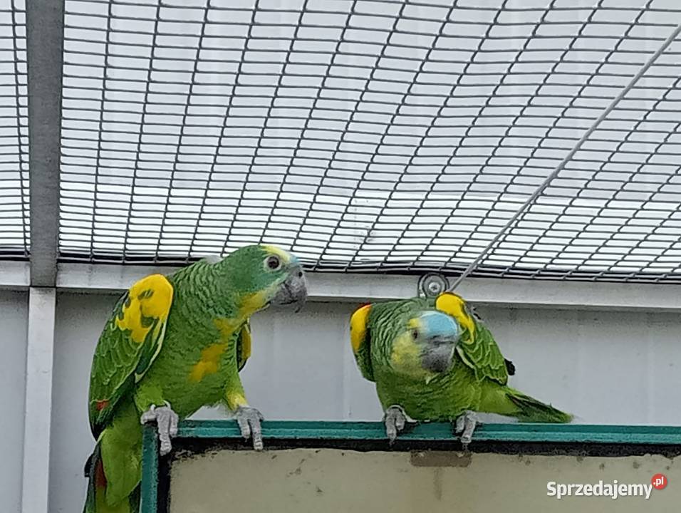 Amazonki niebieskoczelne xanthopteryx Dobczyce