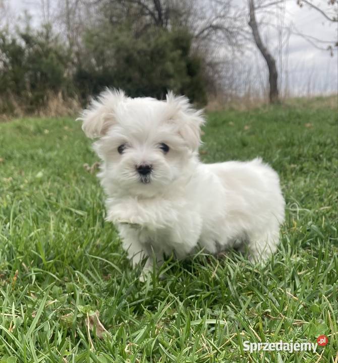 Maltańczyk piesek Raczyce