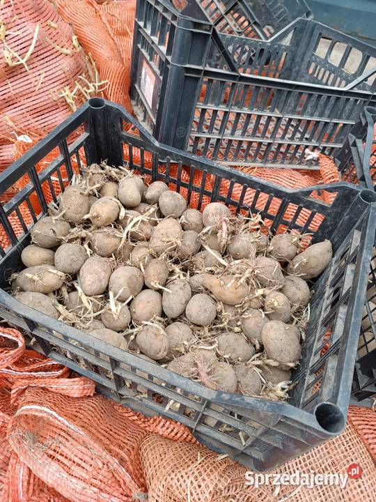 Sprzedam sadzeniak Gwiazdy Górki