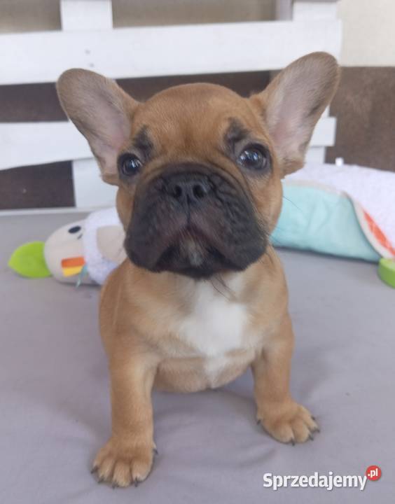Buldog francuski Legionowo