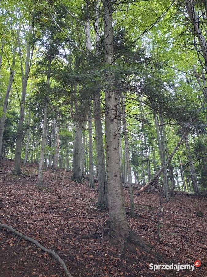 Sprzedam Las w Przysietnicy