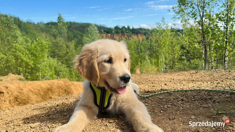 Golden Retriever zloty rudy ZKPL DNAgenetyka Szczawa