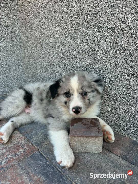 Pies border collie Psy Jasło