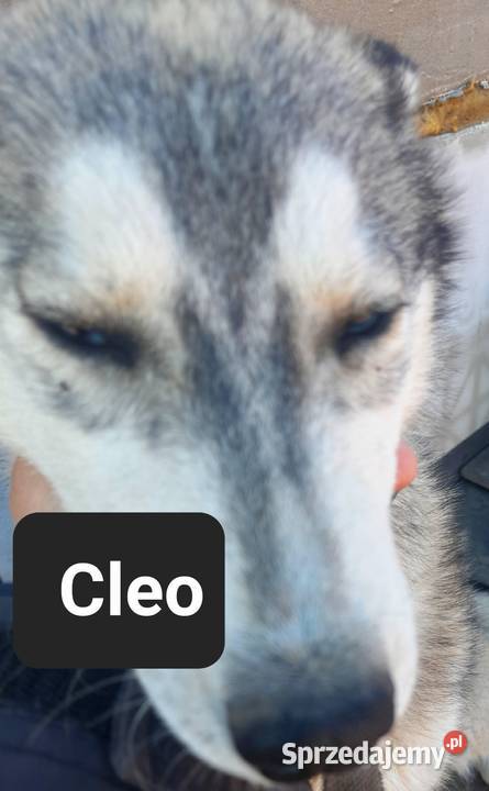 Suczki rasy syberian husky Reda