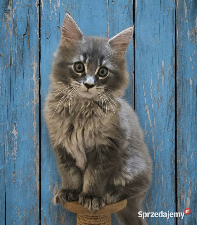Kocięta Maine Coon z rodowodem FPL/FIFe