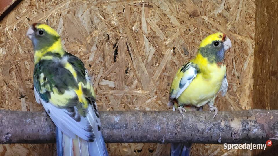 Rozelle królewskie Jasień