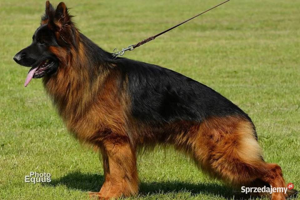 Owczarek Niemiecki Długowłosy szczenięta FCI Zwierzęta sprzedam