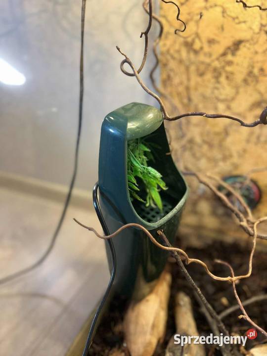 Kameleon Jemeński 2letnia samica terrarium z Dąbrówka sprzedam