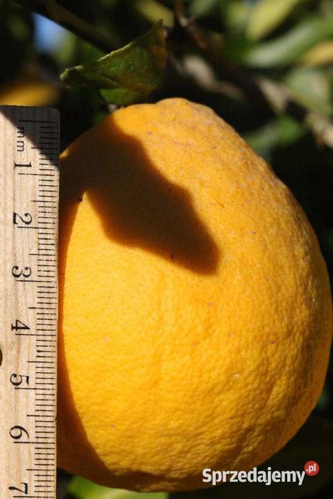 Cytrus Citrus Citrumelo 4475 Swingle