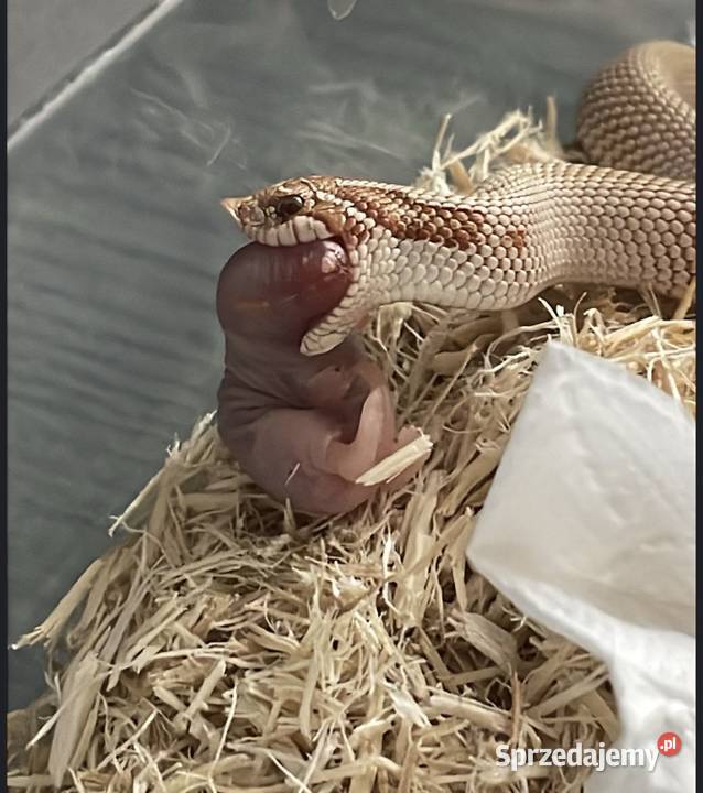 Wąż Heterodon nasicus Toffee Superconda Samica Gdańsk sprzedam