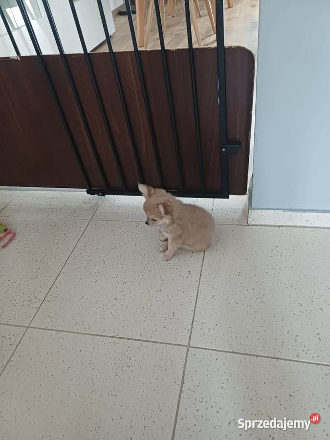 Dziewczynka Mini Długowłosa Chihuahua Zgierz