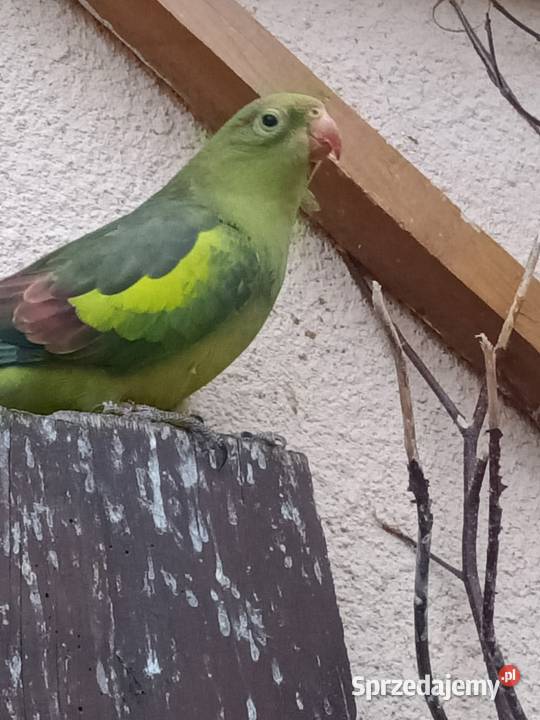 Kupię do pary sprzedam