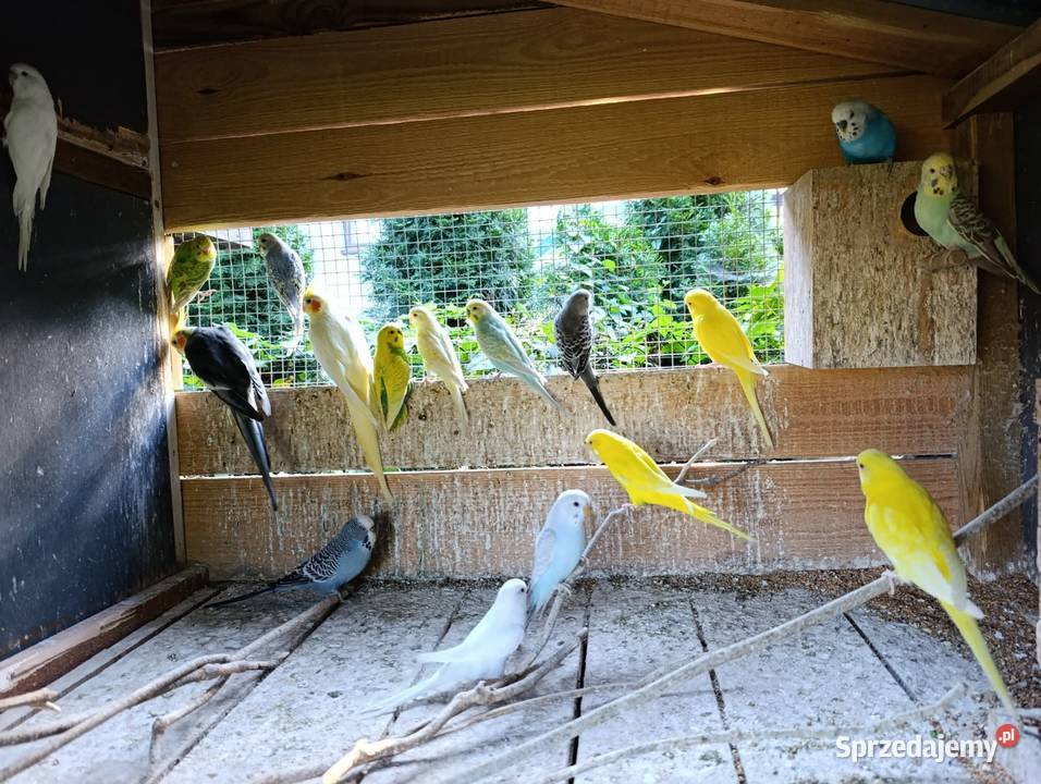 Papugi faliste Ptaki Częstochowa