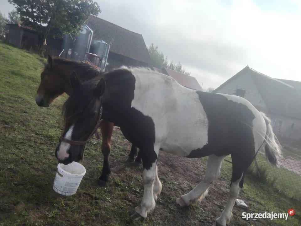 Sprzedam warmińsko-mazurskie Giżycko