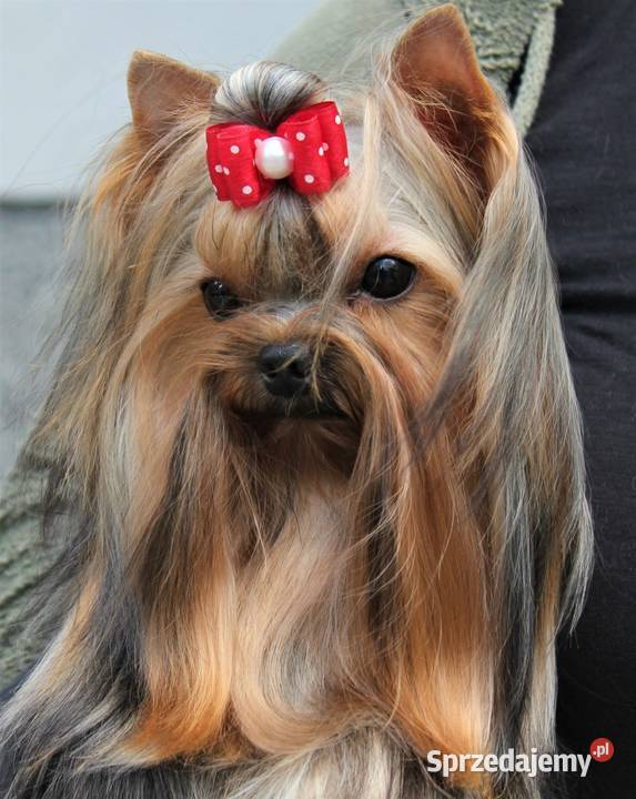 Yorkshire Terrier piesek Warszawa sprzedam