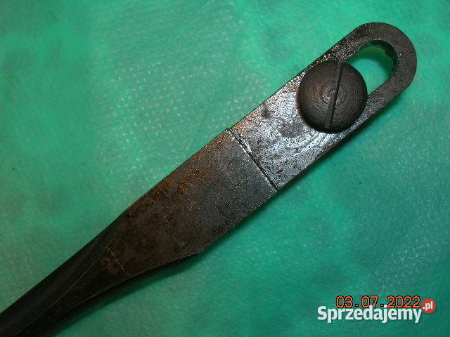 Włoski kolec w stanie łódzkie Łódź