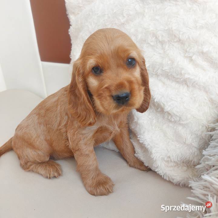 Cocker spaniel angielski piesek złoty Moroczyn
