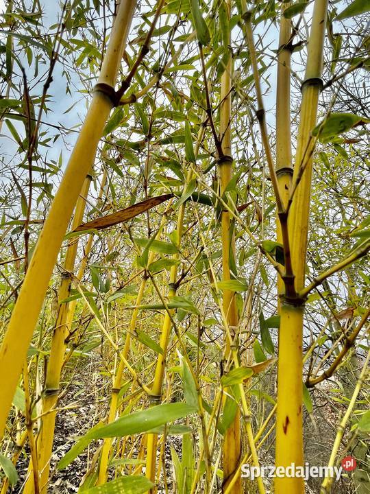 Bambus Phyllostachys Aureosulcata 10l Szczyglice
