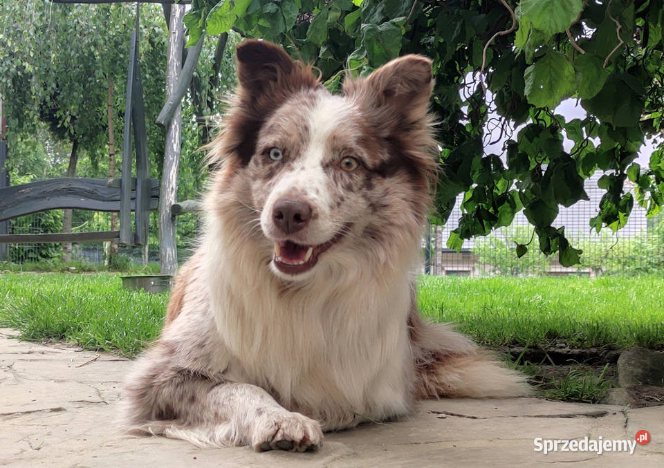 Wspaniała suczka bluemerle BORDER COLLIE Pozostałe Iwonicz