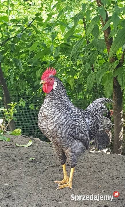 Koguty Leghorn i zwykle małopolskie Raba Niżna