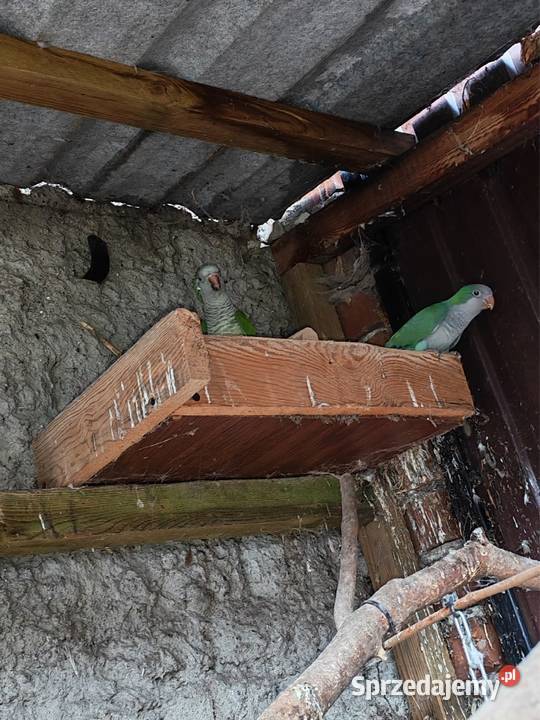 Sprzedam Papugi Mnichy Wielichowo