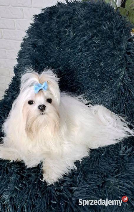 Maltańczykśliczna malutka sunia Warszawa