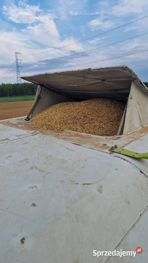 Sprzedam zborza Stare Modzele